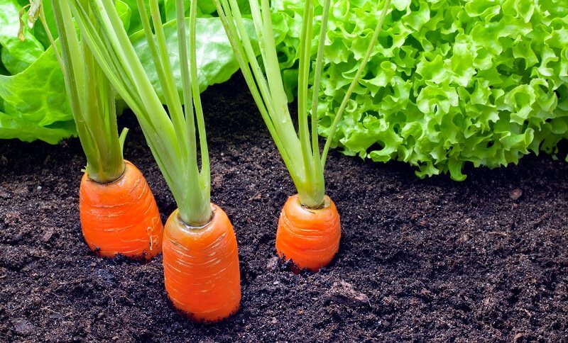 carrots in garden