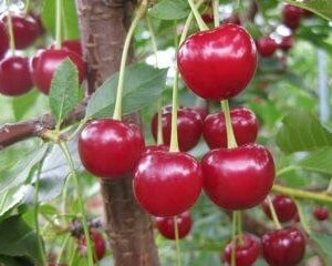 cherries