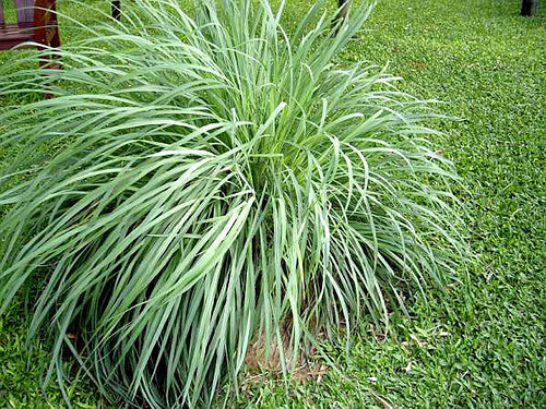 citronella grass