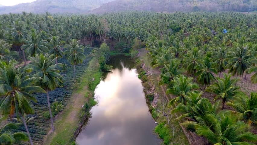 coconut tree farm