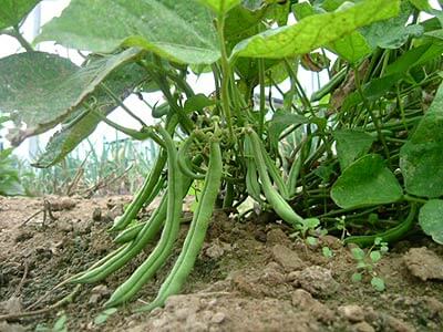 contender bush beans