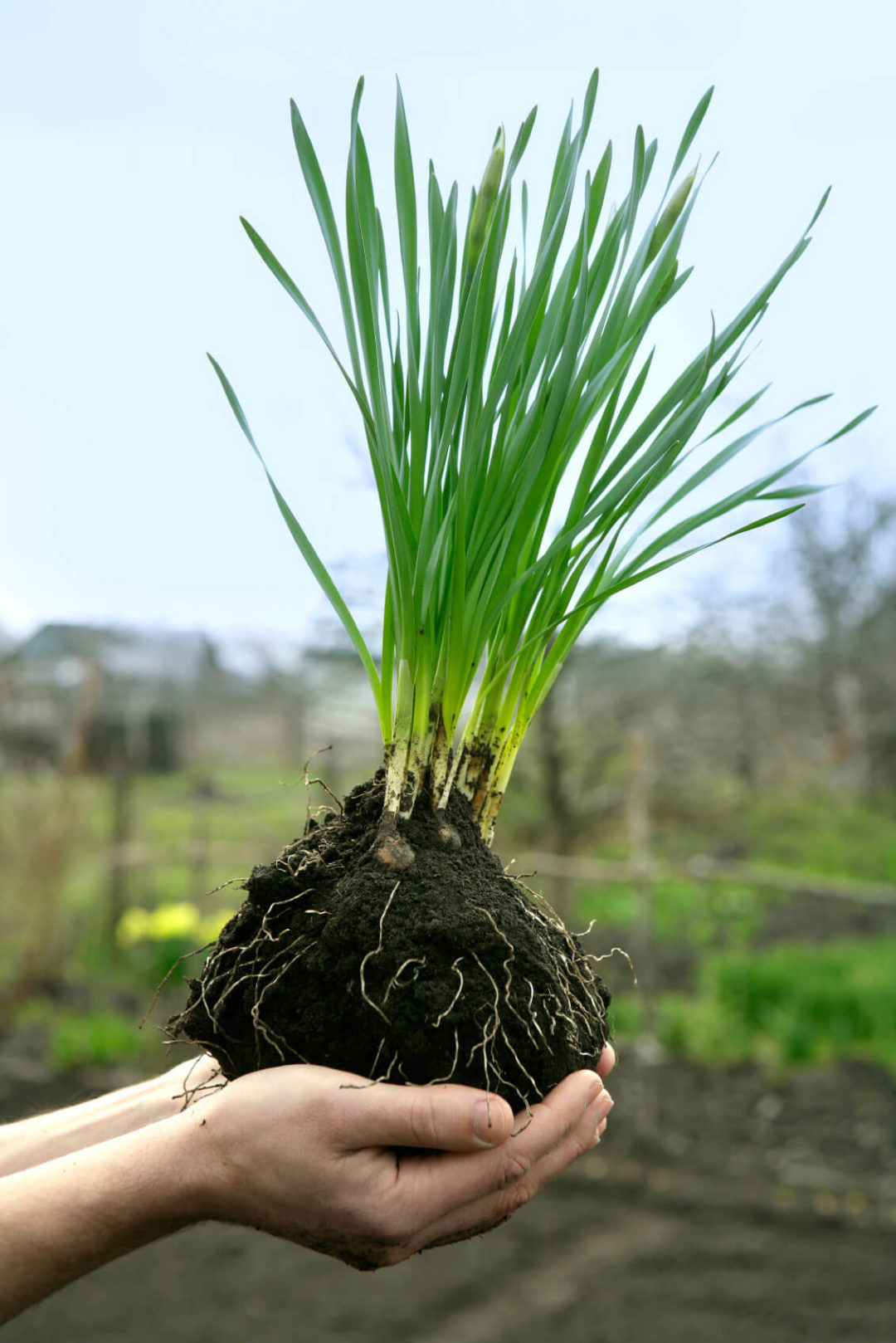 How to Plant, Care For, and Grow Daffodils Plant Instructions