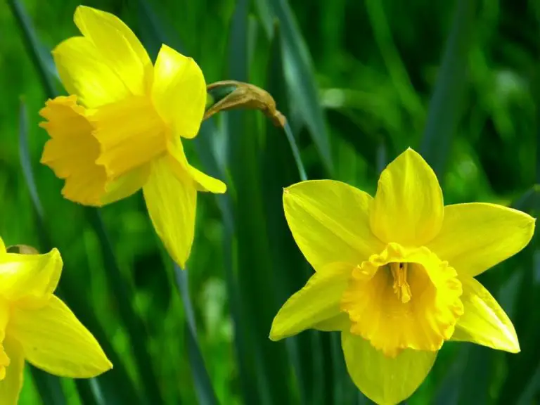 Daffodil planting depth information