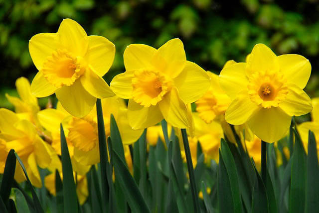 daffodils winter flowers