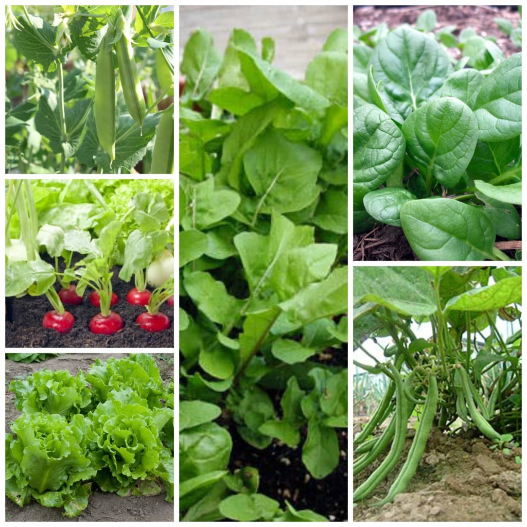 fast growing veggies