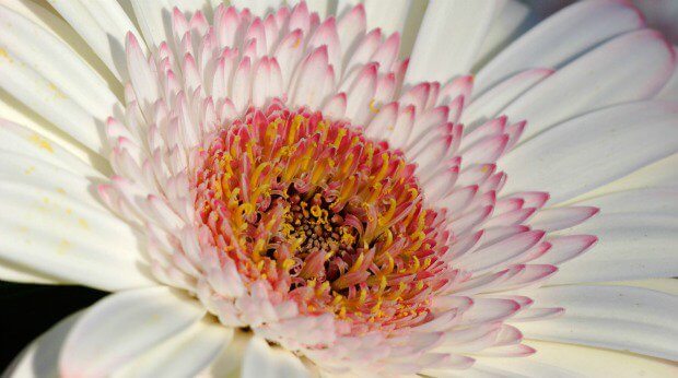 gerber daisy