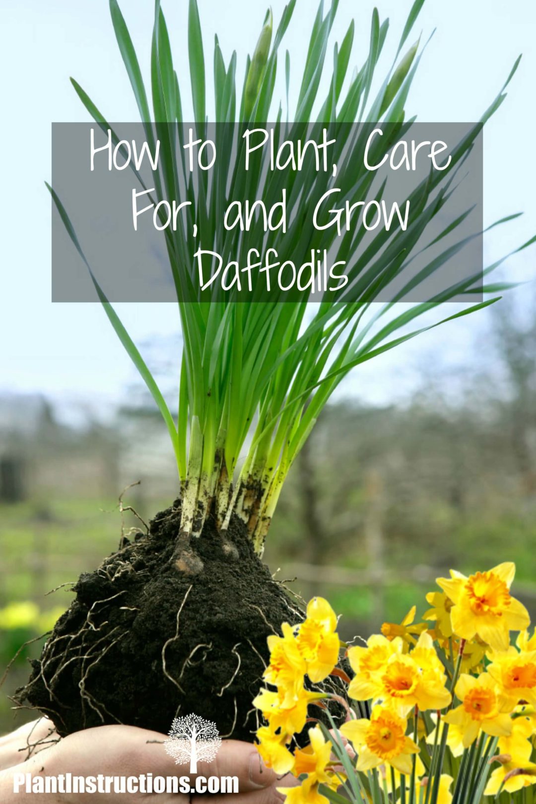 How to Plant, Care For, and Grow Daffodils Plant Instructions