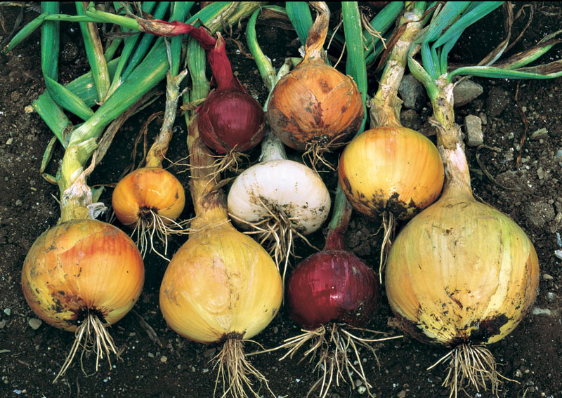 harvested onions