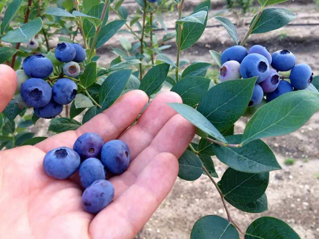 harvesting blueberries