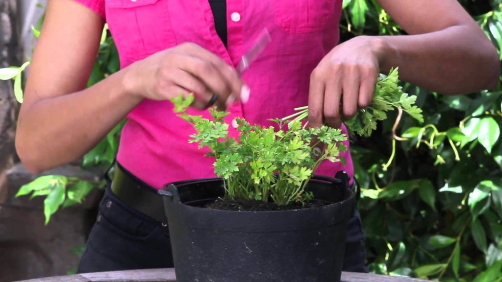 harvesting parsley