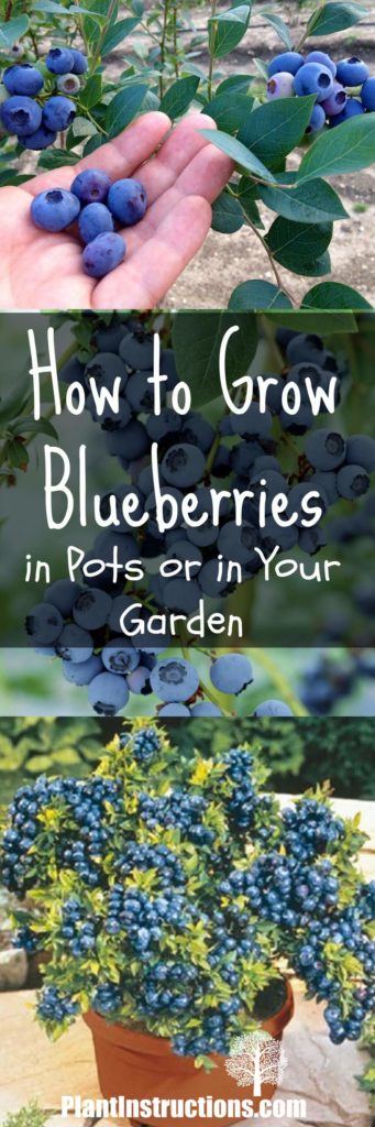 how to grow blueberries