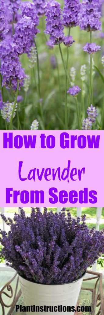 How to Grow Lavender From Seed - Plant Instructions