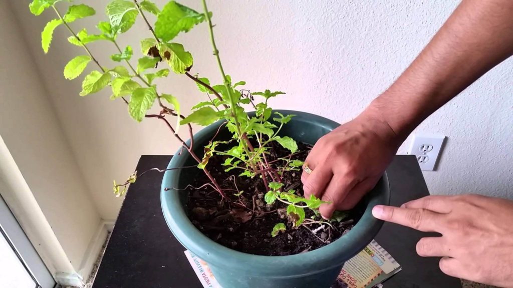 how to grow mint