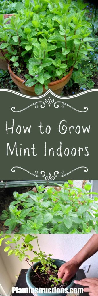 how to grow mint indoors