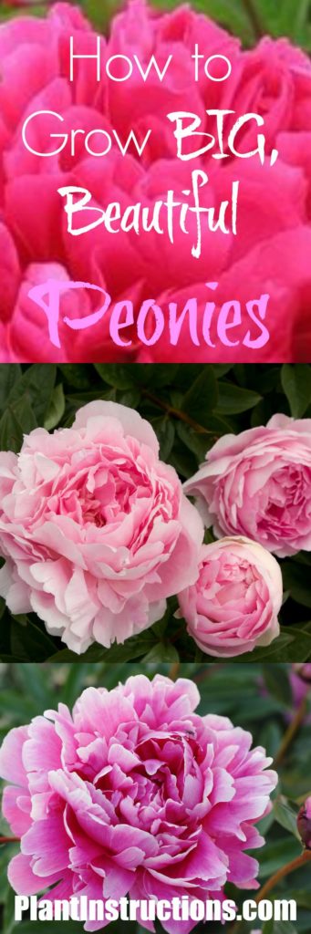 how to grow peonies