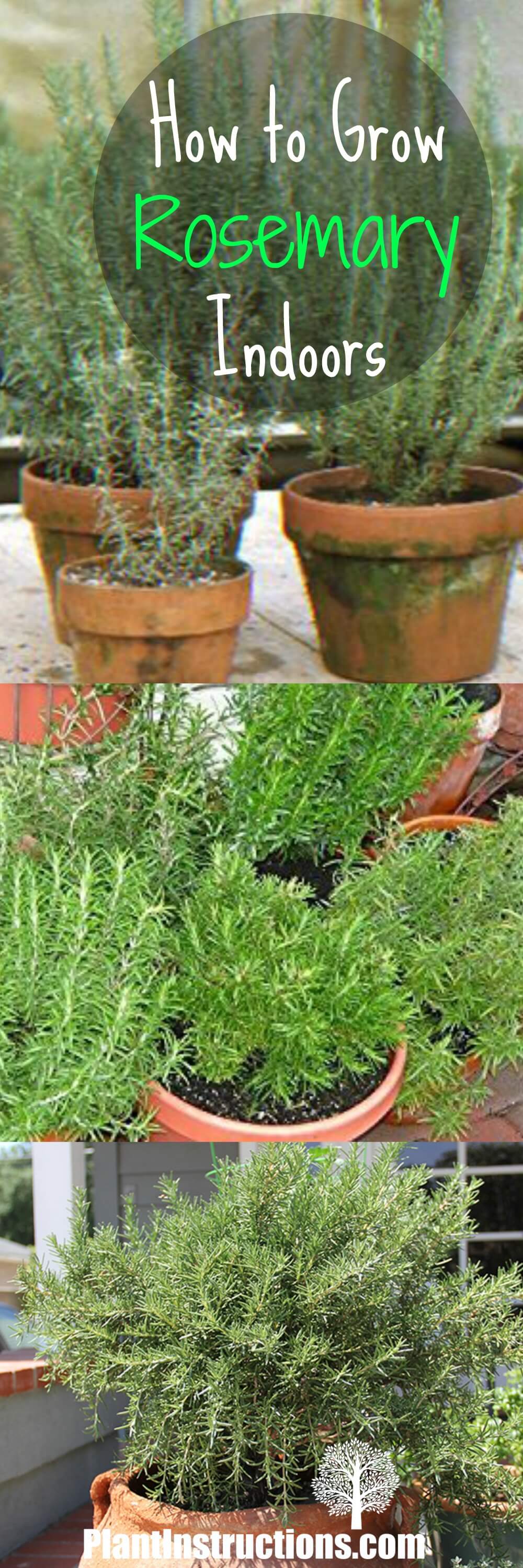 Growing rosemary indoors in a pot