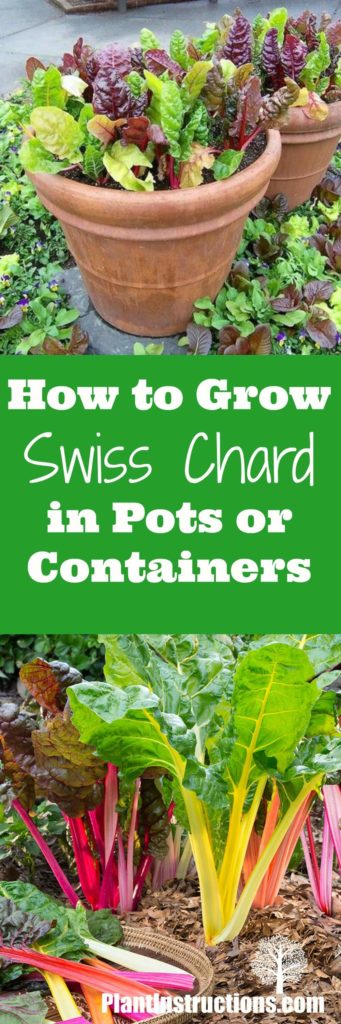 how to grow swiss chard in pots