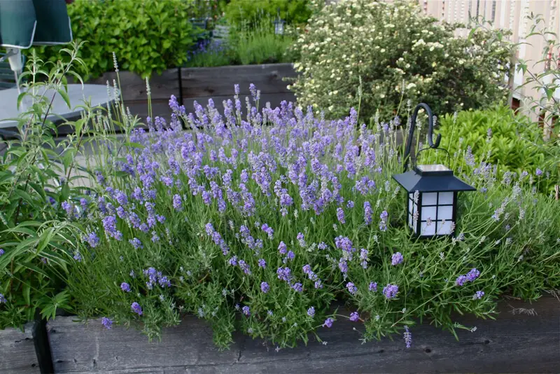how to grow lavender in florida