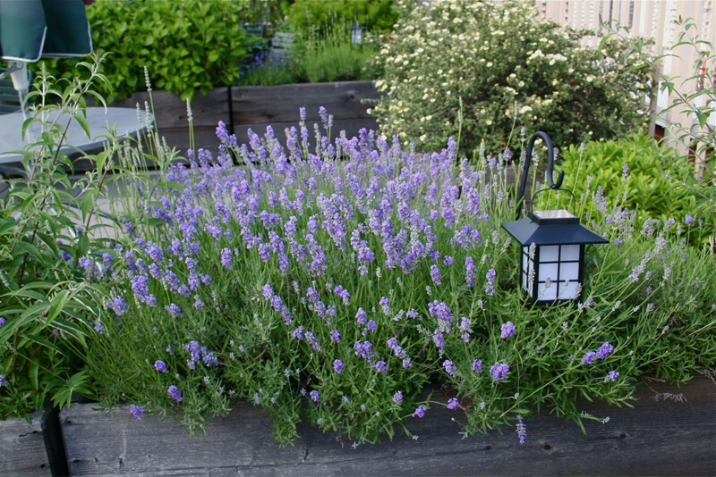 lavender in garden