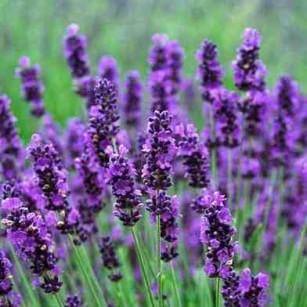 lavender plant