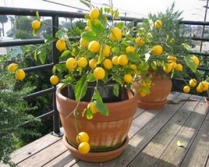 lemon tree