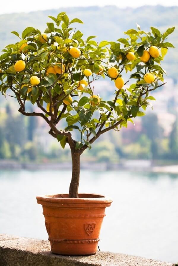 lemon tree in pot