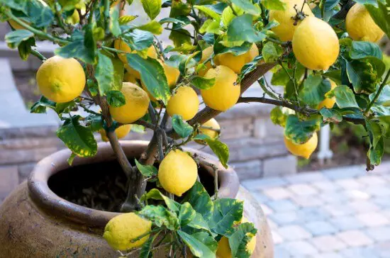 lemon tree