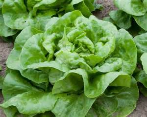 How to Grow Lettuce in Pots or Containers