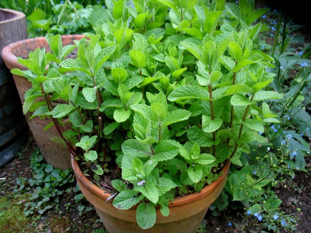 mint in pot