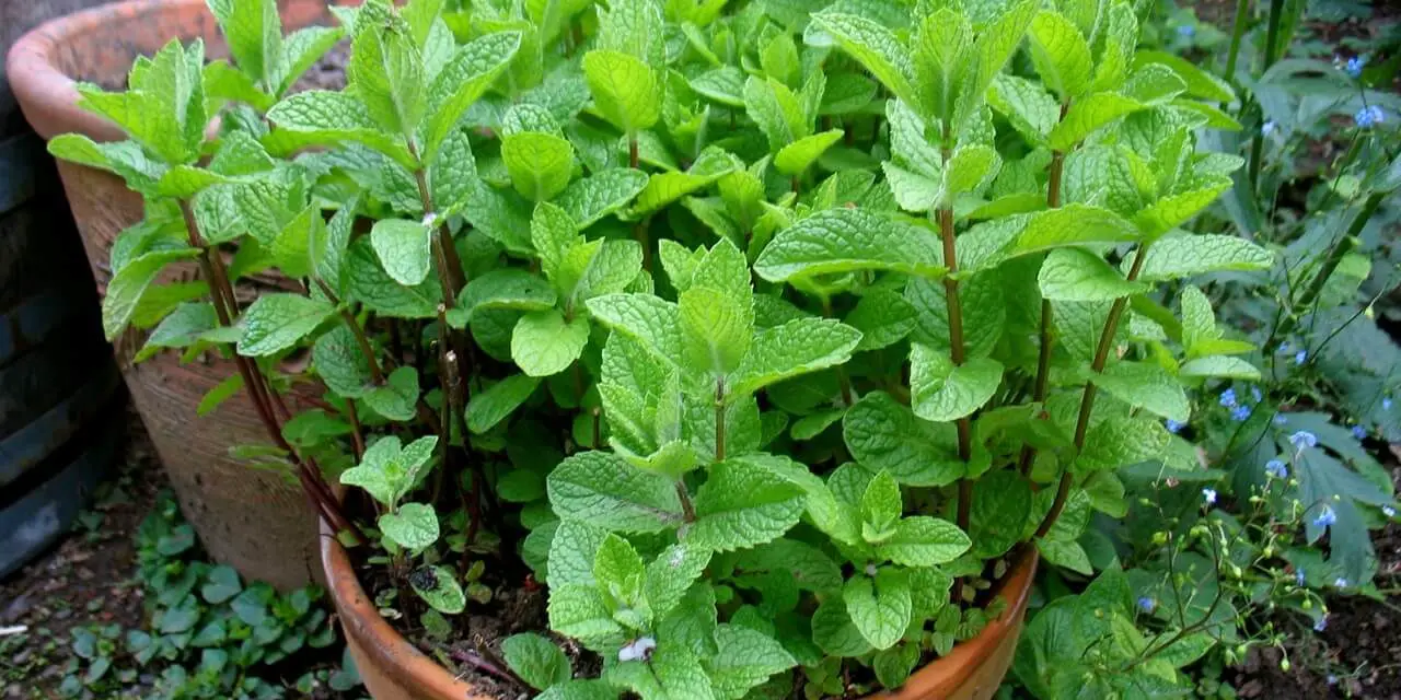 The Dos and Donts of Growing Mint