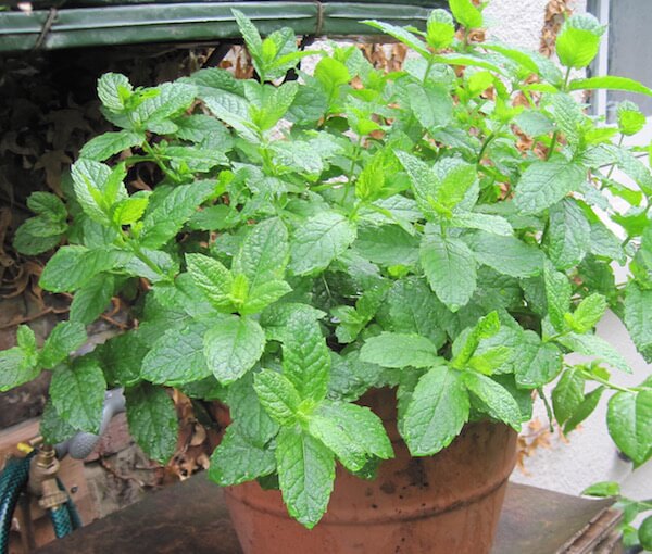 mint plant in pot