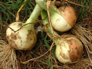 onions growing