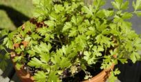 How to Grow Parsley Indoors