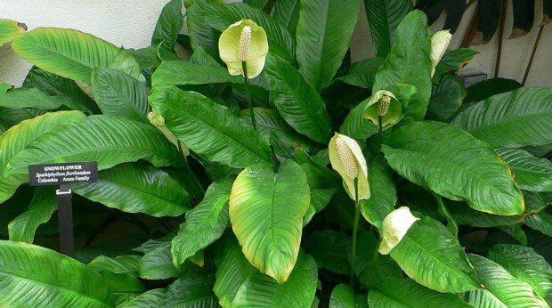 peace lily