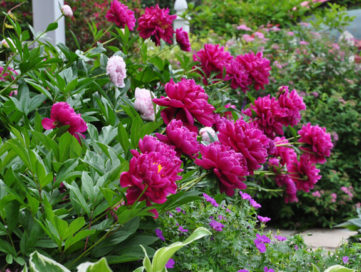 How to Grow Peonies - Plant Instructions