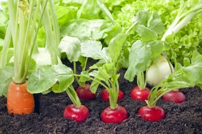 radishes in garden