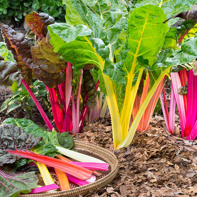 rainbow chard