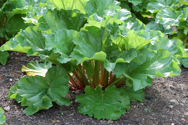 growing rhubarb from seeds