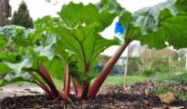 How to Grow Rhubarb in a Pot or in the Garden