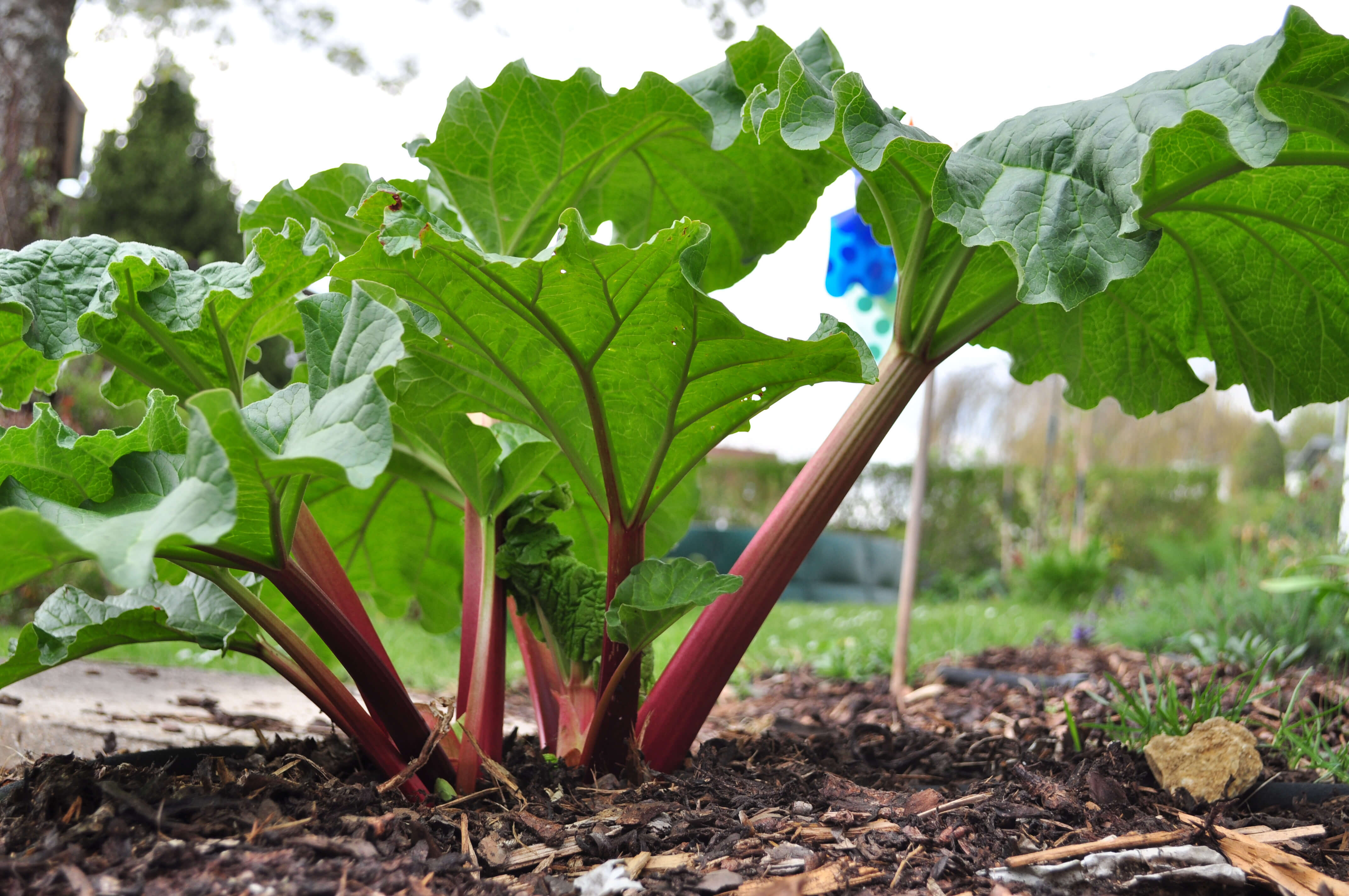 how to grow rhubarb in a pot or in the garden - plant instructions