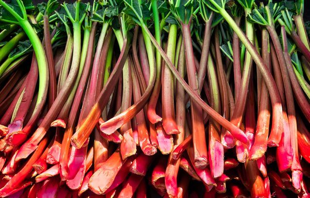 rhubarb fruits that grow in shade