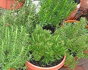 rosemary 300x240