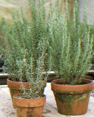 rosemary in pots