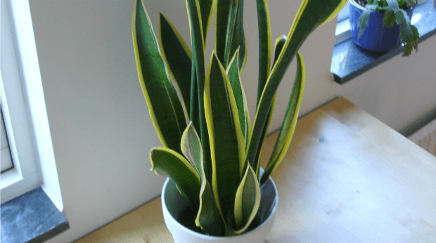 snake plant