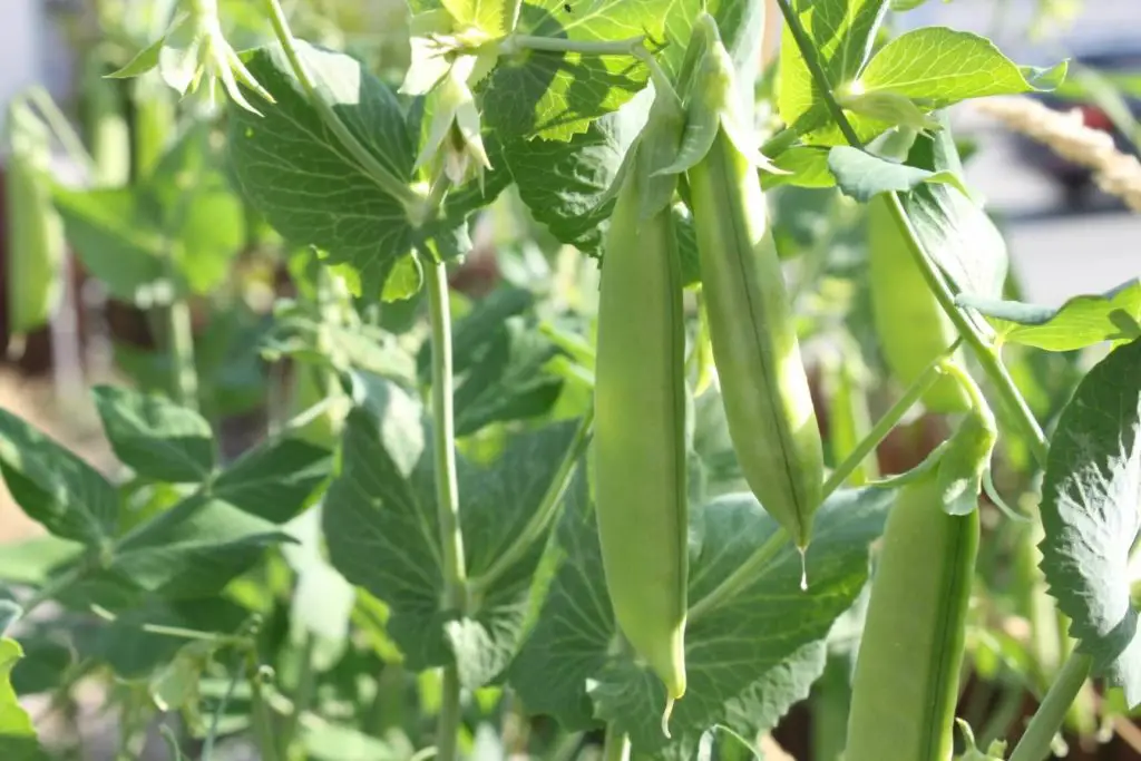 growing peas in shade