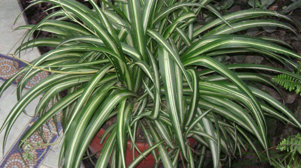 spider plant