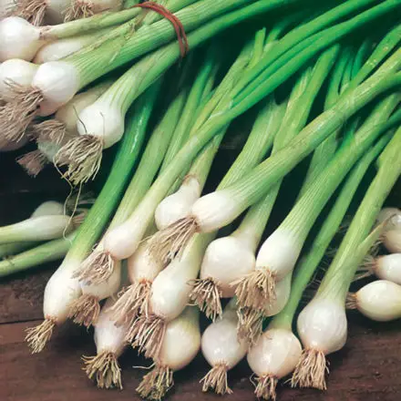 How to Grow Spring Onions From Seed - Plant Instructions