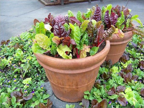 swiss chard in pots