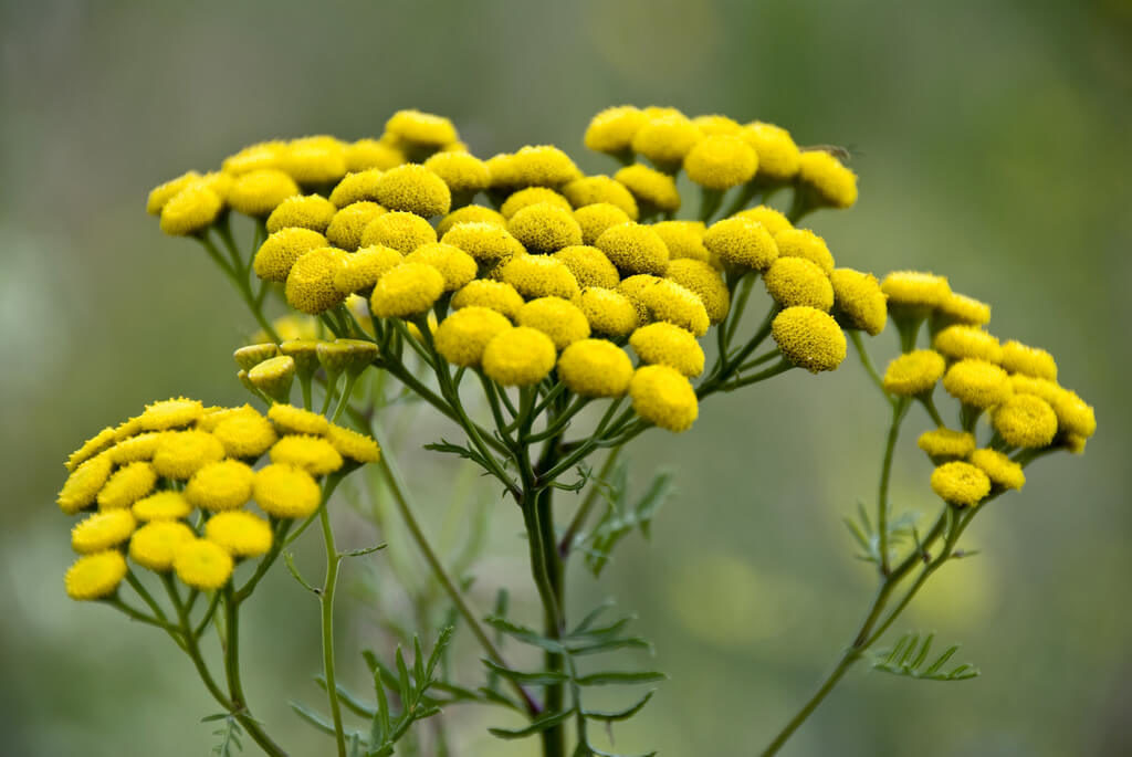 tansy plant