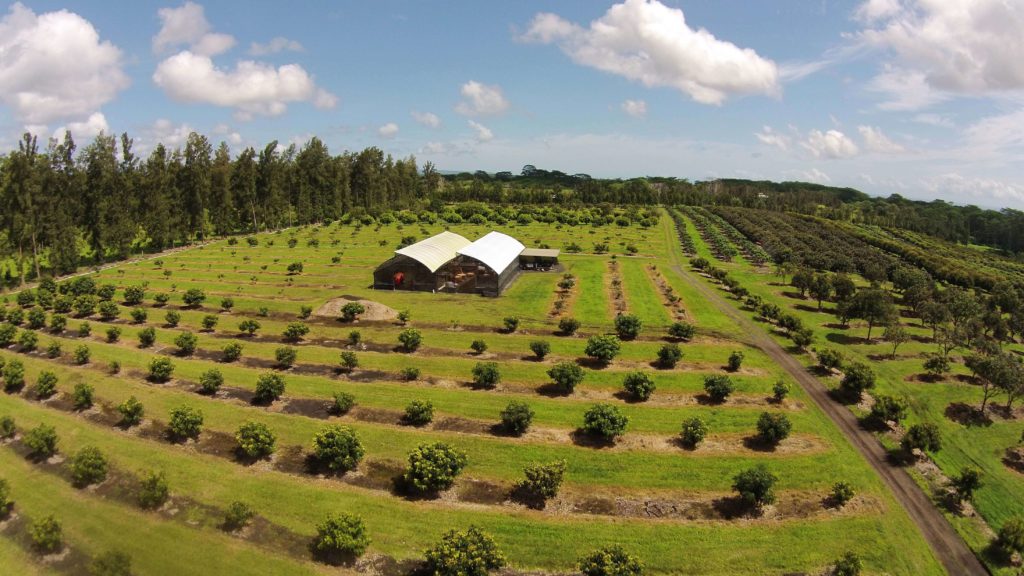 tropical fruit plantation